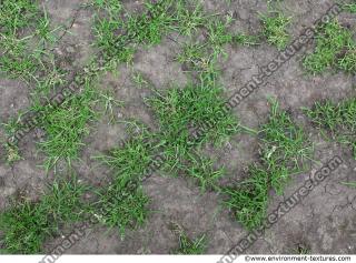 Photo Texture of Grass